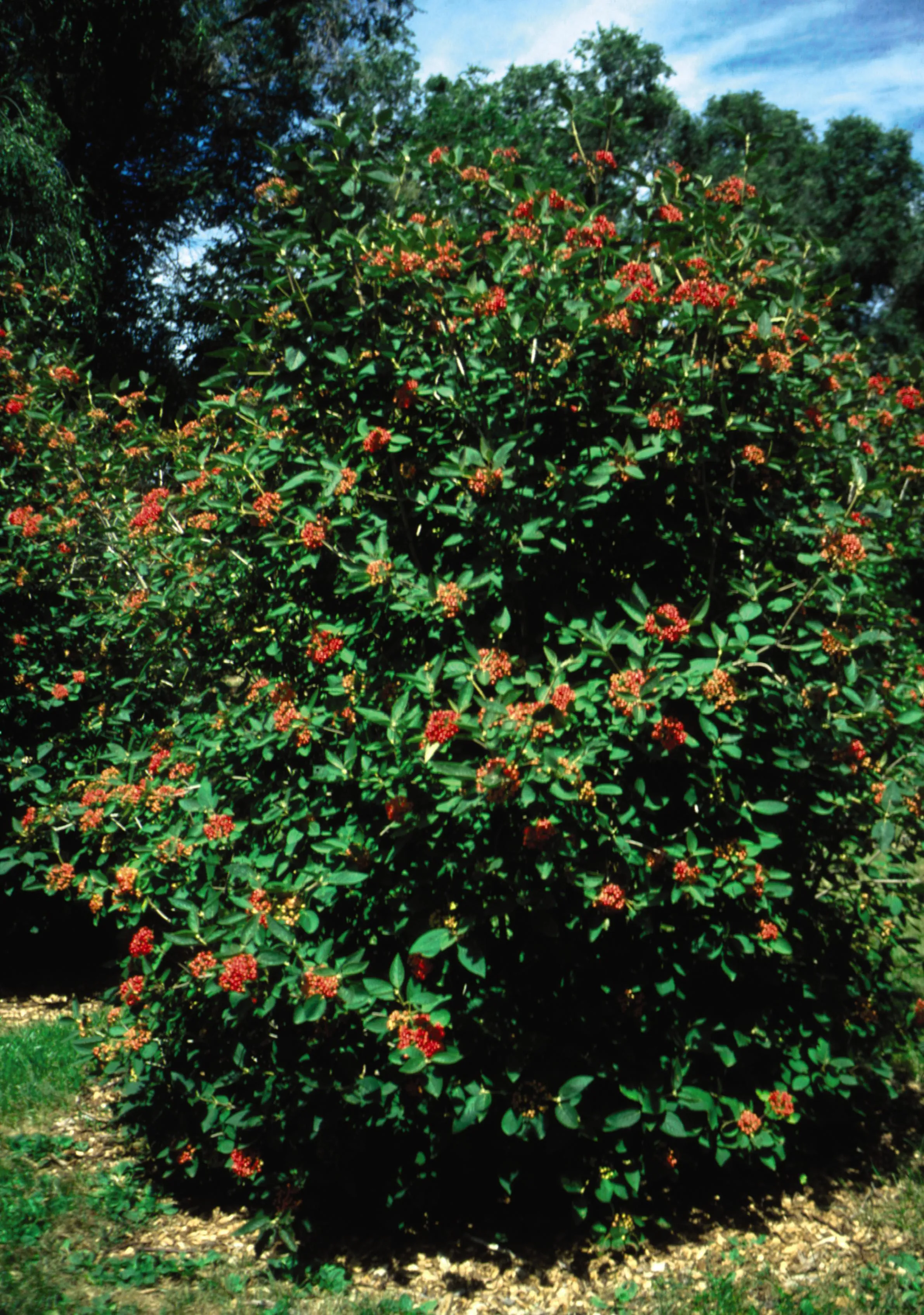 Alleghany Viburnum in Bulk